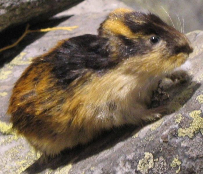 Lemming Suicide Myth, Alaska Department of Fish and Game