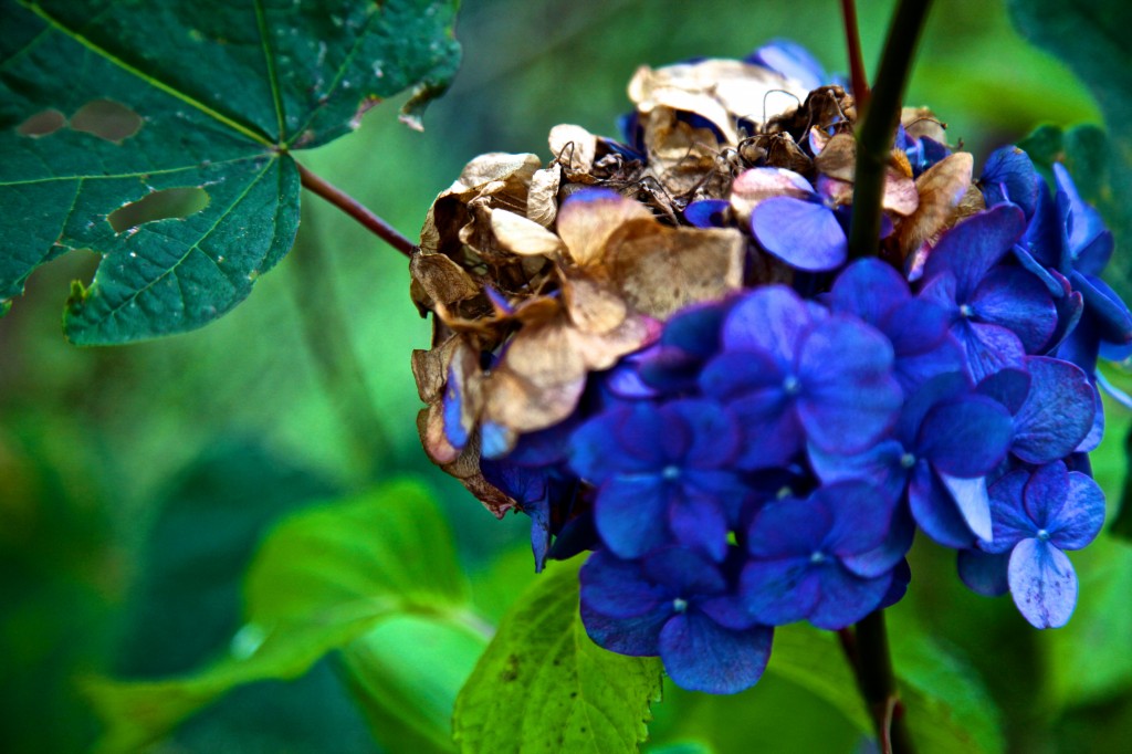 Lyman, WA photos Conrad Askland