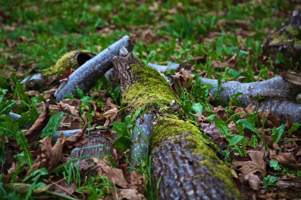 Lyman, WA photos Conrad Askland