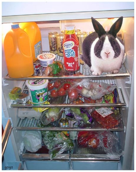 easter-bunny.jpg