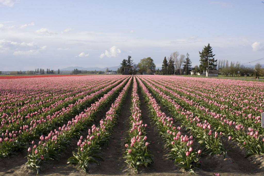 tulips-1-copyemail-1