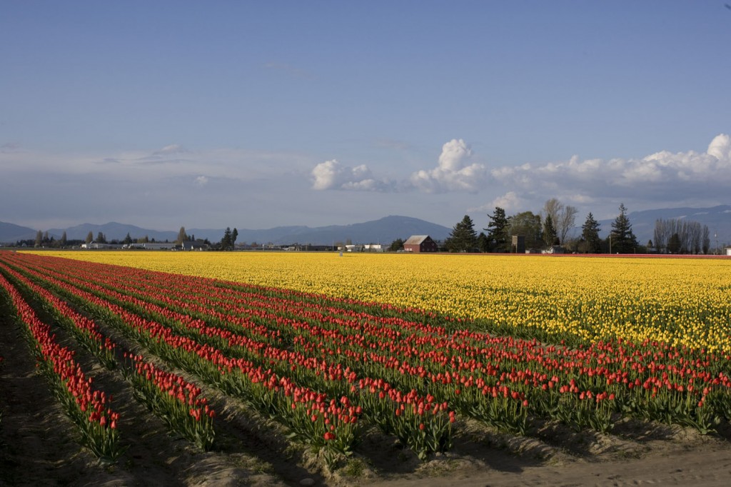 tulips-2-copyemail