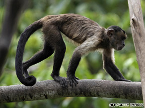 capuchin-monkey