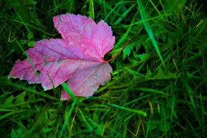 IMG_2241