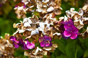 IMG_2264