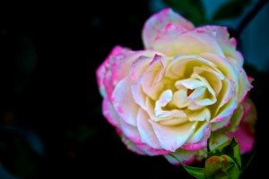 IMG_2268